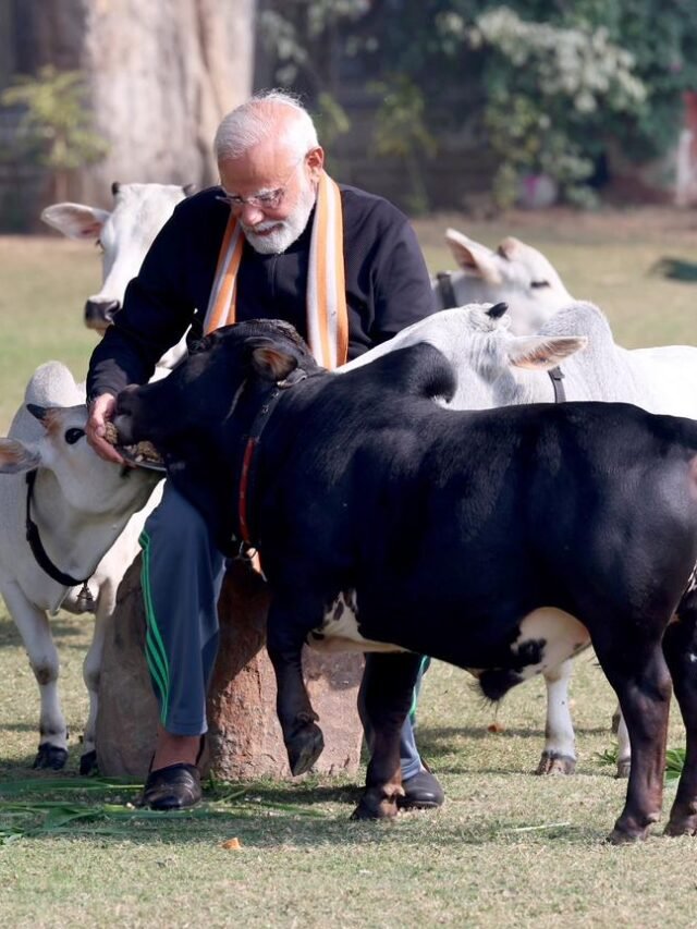 पीएम मोदी ने गायों के साथ अनोखे अंदाज में मनाया मकर संक्रांति, तस्वीरें वायरल